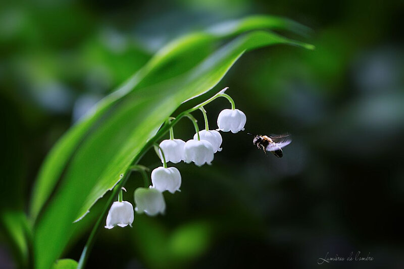 wb_Muguet et abeille_20180425_0693