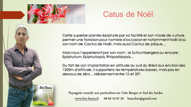 Paysagiste-Conseils-auprès-des-particuliers-Schlumbergera-Cactus-de-noel