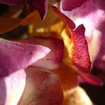 photos_divers16