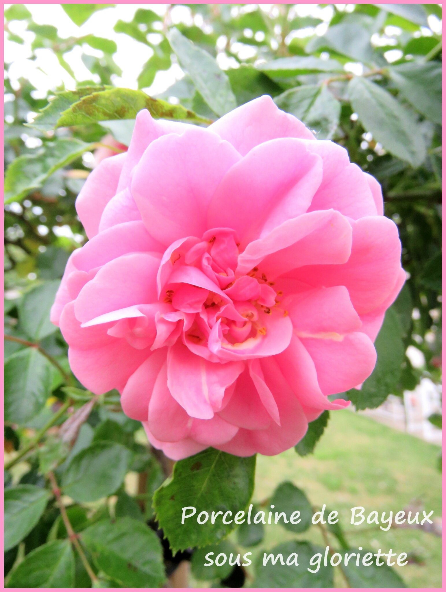 Fleur rose : les 30 plus belles fleurs roses pour le jardin !