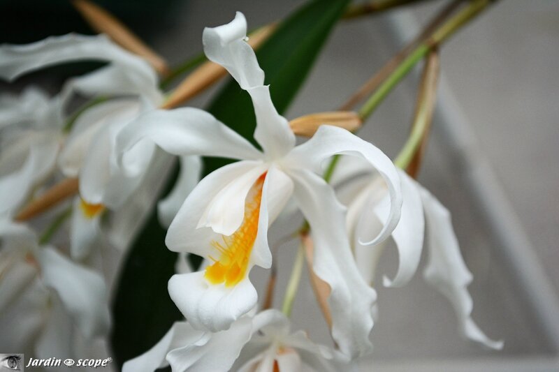 Orchidée-275