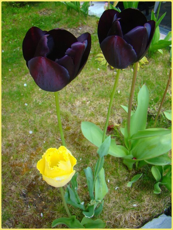tulipenoire1
