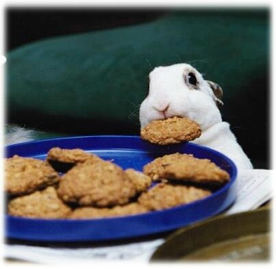 biscuitrongeur (7)