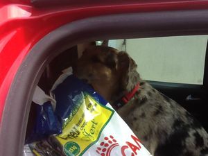 Fan fait les courses
