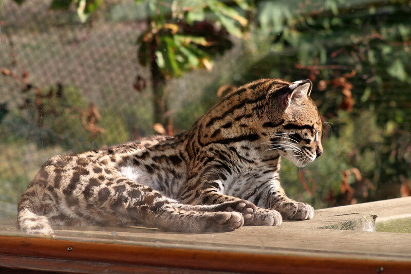 L Ocelot Photos La Faune Au Fil Des Randos