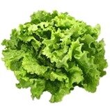 salade verte salade verte
