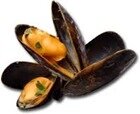 moules moules