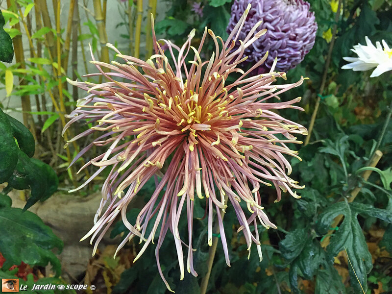 Expo-chrysanthème-2019-1