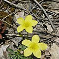 fleurs du sentier