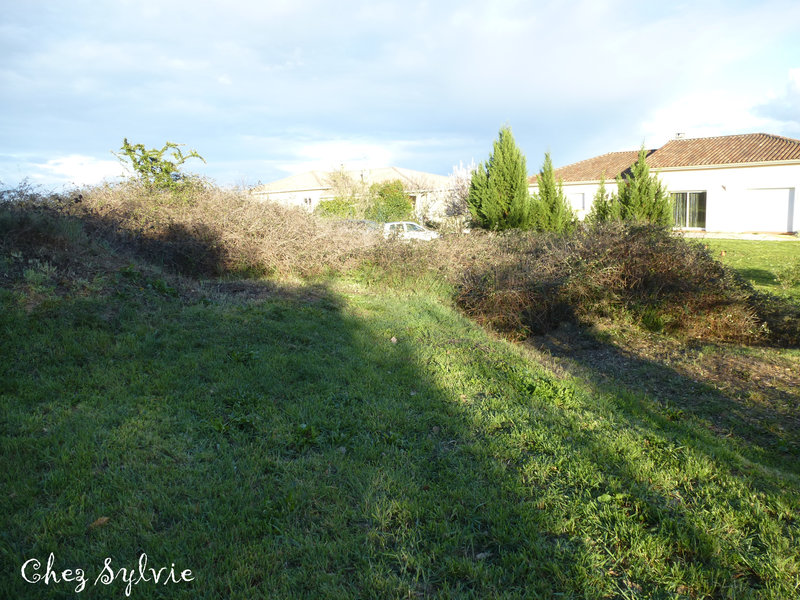 Ronces1 au 23-03-19