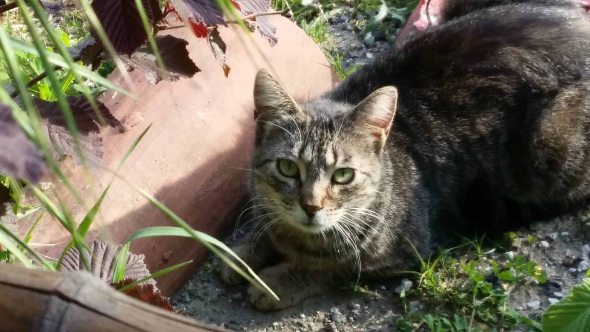 grosse chatte sauvageraser la chatte photo