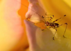 saut_26062011