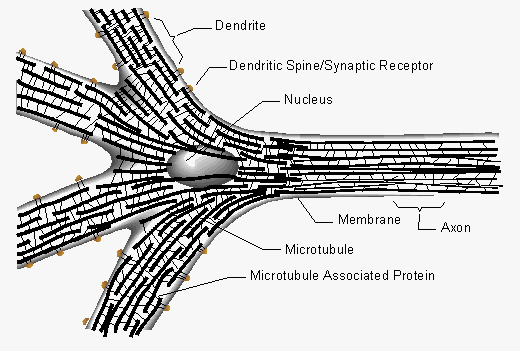 le Soleil et la frequence ultra-violette photorepair de l'ADN 124985454