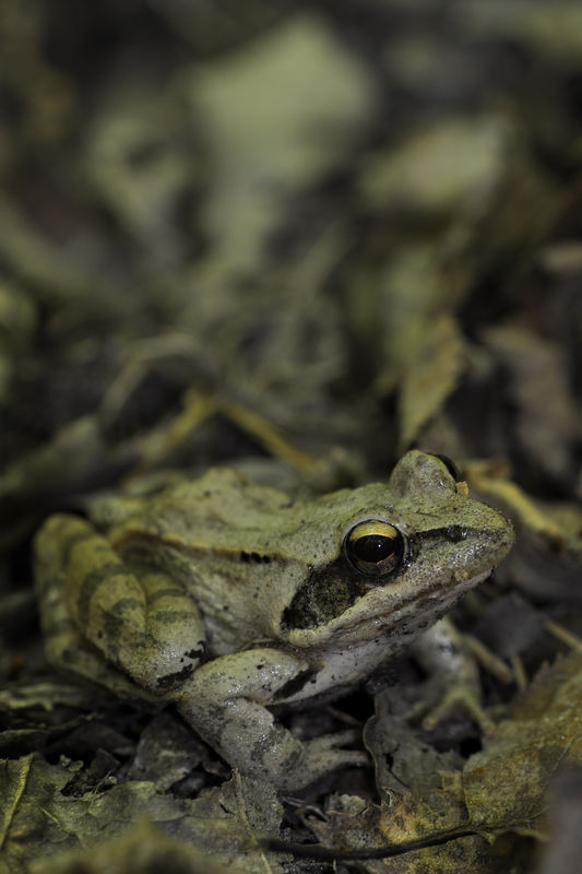 _DSC0038Grenouille_des_bois