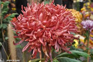 Salon-Régional-du-Chrysanthème-09
