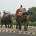 elephant, Jaipur