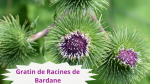 32 BARDANE(5)Gratin de Racines de Bardane