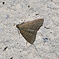 Zanclognatha tarsipennalis, l'herminie de la vigne-blanche