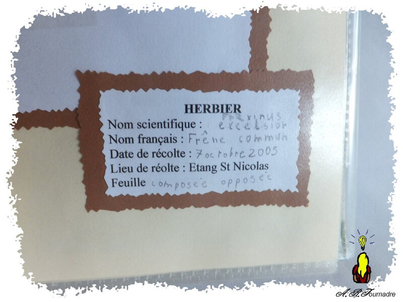ART 2006 06 herbier4