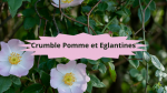 3 Eglantier(3)Crumble Pommes et Eglantines