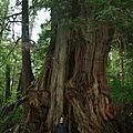 Clément devant le big Cedar !