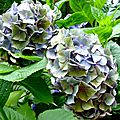 Hortensias