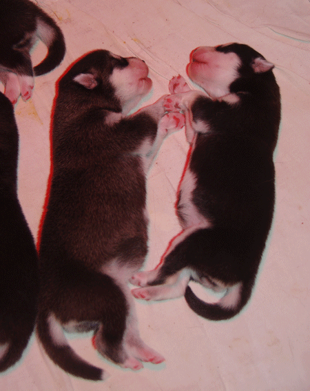 puppies0202_02