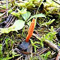 Le cordyceps militaire, cordyceps militaris.