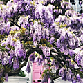 glycine&&&&