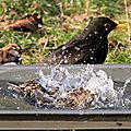 IMG_8206 - Copie