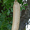 Remede naturelle par les plantes d'afrique pour allonger et grossir le penis, guerisseur traditionnelle