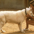 Dressé pour tuer (white dog) (1982) de samuel fuller