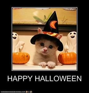 happy halloween kitty