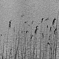 Ambronay - Plan d'eau de Longeville