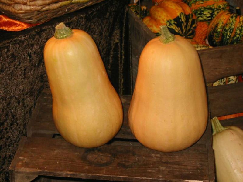 Huile de graines de courge — Wikipédia