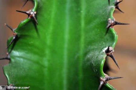 Euphorbe candélabre • Euphorbia erythrea candelabrum