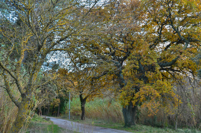 DSC_5970