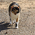 Photos JMP©Koufra 12 - Chat - 23052019 - 0007