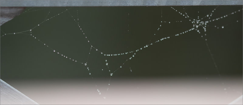 Perles pluie constellation Orion 121221 ym