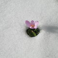 Première neige !