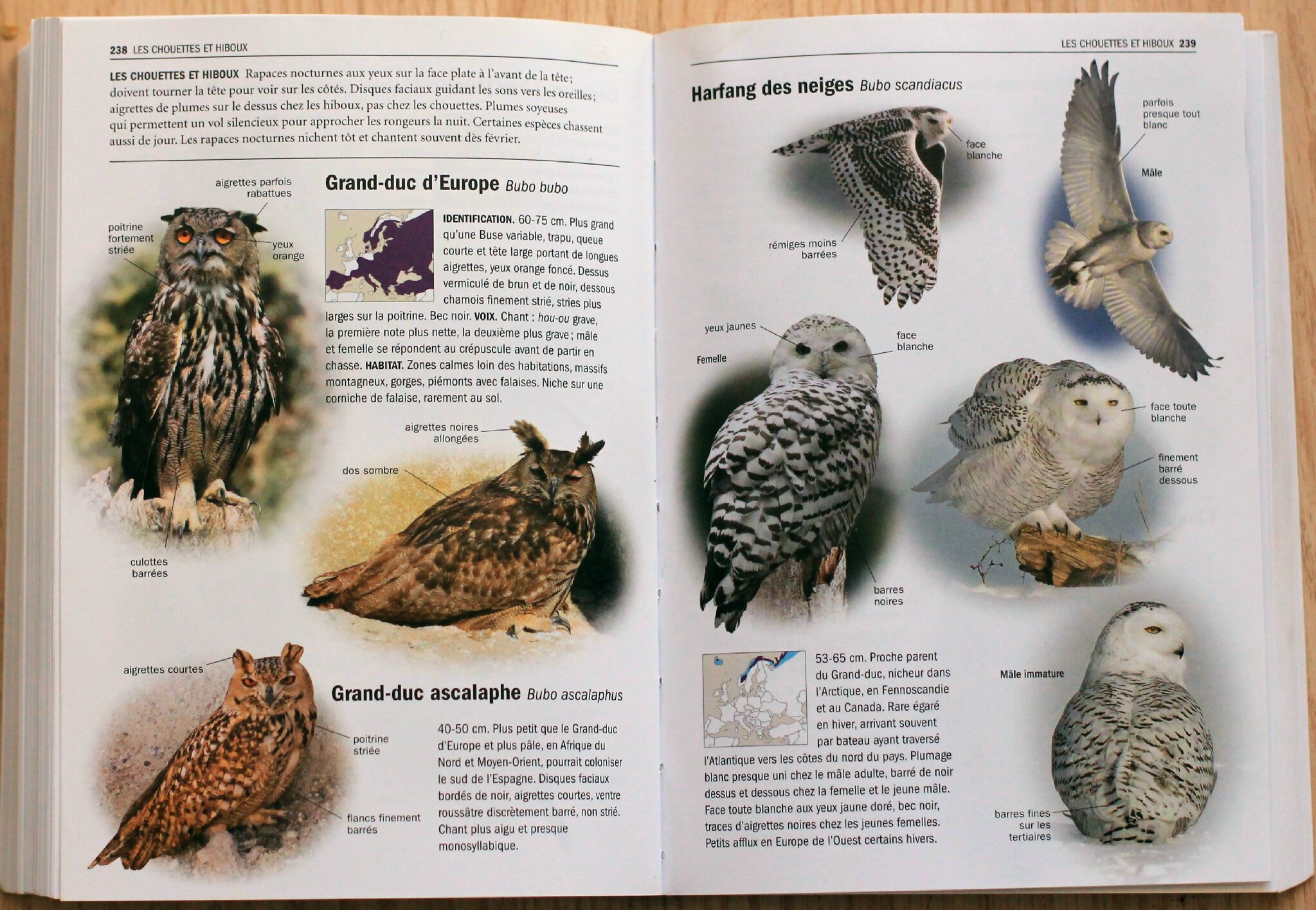 Tous Les Oiseaux Deurope Guide Delachaux Enfantises Co - 