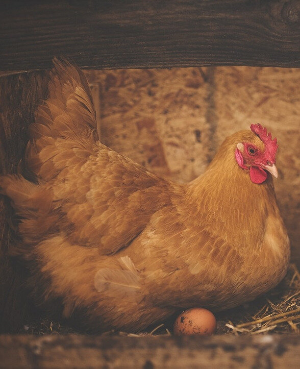 la poule et l'oeuf
