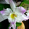 orchidée dendrobium