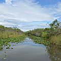 Everglade (33)