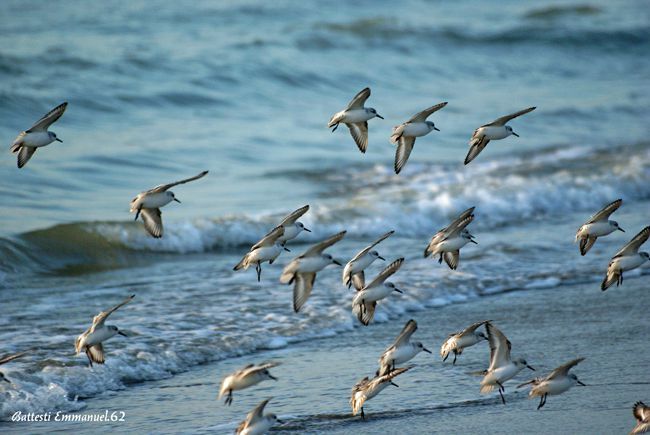 Oiseaux Du Bord De Mer Le Becasseau Photos Demmanuel