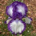 Rococo