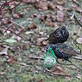 IMG_8658 - Copie
