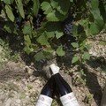 Vin_Buisson_bouteille_pinot