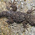 IMG_0011 - Copie