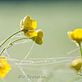 rosée-bouton-d'or14-01